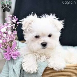 Captain/Maltese									Puppy/Male																/11 Weeks,These adorable Maltese puppies are searching for their loving forever homes! Raised in a caring family environment, they are well-socialized and accustomed to daily interaction, ensuring they grow into friendly, affectionate companions. Their sweet and playful nature makes them a perfect fit for families, singles, or anyone looking for a loyal, loving pet.