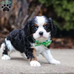 Dereck/Cavalier King Charles Spaniel									Puppy/Male																/7 Weeks,Meet Dereck, a dashing Cavalier King Charles Spaniel with a heart of gold and an endlessly affectionate spirit! With his luxuriously soft coat and expressive eyes, he embodies the charm and elegance of his breed. This little guy is full of love and always ready to greet you with a wagging tail and plenty of kisses. His playful yet gentle demeanor makes him a wonderful companion for families, children, and anyone looking for a loyal best friend. Whether he’s chasing after toys, snuggling up for belly rubs, or simply enjoying time by your side, this pup’s warm and loving nature will bring joy to every moment!
