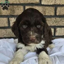 Ryker/Portuguese Water Dog									Puppy/Male																/8 Weeks,Meet our Portuguese waterdog puppies they are up to date on there shots an deworming,vet checked, AKC registered. Along with the puppy you will receive an health check paper, shot an deworming records, one year health guarantee! Our Portuguese puppies are well socialized, playful, loves kids they make a great companion for you or your family for more info call or text!