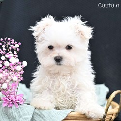 Captain/Maltese									Puppy/Male																/11 Weeks,These adorable Maltese puppies are searching for their loving forever homes! Raised in a caring family environment, they are well-socialized and accustomed to daily interaction, ensuring they grow into friendly, affectionate companions. Their sweet and playful nature makes them a perfect fit for families, singles, or anyone looking for a loyal, loving pet.