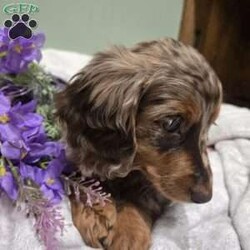 Layla/Dachshund									Puppy/Female														/January 26th, 2025,Layla is a sweet natured Dachshund puppy who can be registered with the AKC. This cutie is socialized and comes home with a 30 day health guarantee. Layla has been seen by a vet and is up to date on shots and de-wormer. She is ready to meet you, so call the Beiler family today to schedule your visit!
