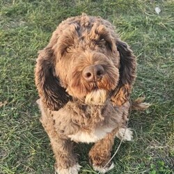 Ryker/Portuguese Water Dog									Puppy/Male																/8 Weeks,Meet our Portuguese waterdog puppies they are up to date on there shots an deworming,vet checked, AKC registered. Along with the puppy you will receive an health check paper, shot an deworming records, one year health guarantee! Our Portuguese puppies are well socialized, playful, loves kids they make a great companion for you or your family for more info call or text!