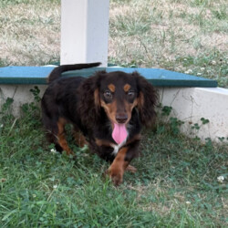 Layla/Dachshund									Puppy/Female														/January 26th, 2025,Layla is a sweet natured Dachshund puppy who can be registered with the AKC. This cutie is socialized and comes home with a 30 day health guarantee. Layla has been seen by a vet and is up to date on shots and de-wormer. She is ready to meet you, so call the Beiler family today to schedule your visit!