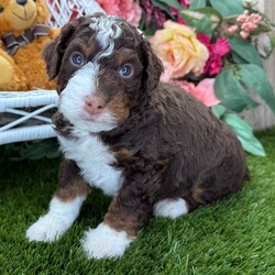 Adopt a dog:Wilder/Bernedoodle/Male/5 weeks,Hi, I'm Wilder! I'm a 5-week-old male Bernedoodle with a beautiful chocolate, tan & white coat, born on February 28, which makes me a Pisces sign. I'll be ready to go home to my forever family after April 25, once I'm grown enough to leave my litter. I'm CKC registered. I can't wait to fill your home with snuggles and tail wags.