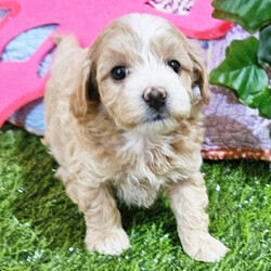 Adopt a dog:Callie/Maltipoo/Female/7 weeks,Hi, I'm Callie! I'm a 7-week-old female Maltipoo with a beautiful apricot coat, born on February 20, which makes me a Pisces sign. I'll be ready to go home to my forever family after April 17, once I'm grown enough to leave my litter. When I reach my adult size, I should weigh between 7–9 lbs. I'm ACA registered. Make me the newest member and I will be sure to have puppy kisses waiting just for you.