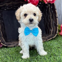 Adopt a dog:Ricky/Poodle/Male/7 weeks,Hi, I'm Ricky! I'm a 7-week-old male Poodle with a beautiful cream coat, born on February 19, which makes me a Pisces sign. I'll be ready to go home to my forever family after May 14, once I'm grown enough to leave my litter. I'm AKC registered. My heart is big, my paws are tiny, and I'm ready to love you endlessly.