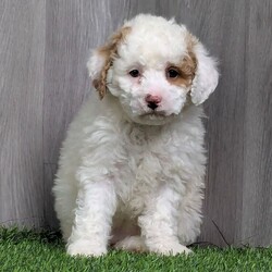 Adopt a dog:Tania/Poodle/Female/11 weeks,Hi, I'm Tania! I'm an 11-week-old female Poodle with a beautiful apricot & white coat, born on January 20, which makes me an Aquarius pup. I am ready now to plan my trip to my forever family. I'm AKC registered. My paws are ready to pitter-patter through your home and heart.