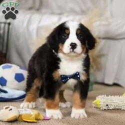 Charlie/Bernese Mountain Dog									Puppy/Male																/10 Weeks,Meet Charlie! the majestic AKC Bernese Mountain Dog! He boasts the classic tri-colored coat of the Bernese Mountain Dog, featuring rich black, snowy white, and warm rust tones that create a striking and elegant look. His large, soulful eyes and sturdy build give him a majestic presence that’s hard to resist. He thrives in the great outdoors. Whether you take him for a stroll at the park or an adventurous hike, he’s always ready for fun and loves soaking up the sunshine and fresh air!