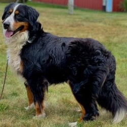 Charlie/Bernese Mountain Dog									Puppy/Male																/10 Weeks,Meet Charlie! the majestic AKC Bernese Mountain Dog! He boasts the classic tri-colored coat of the Bernese Mountain Dog, featuring rich black, snowy white, and warm rust tones that create a striking and elegant look. His large, soulful eyes and sturdy build give him a majestic presence that’s hard to resist. He thrives in the great outdoors. Whether you take him for a stroll at the park or an adventurous hike, he’s always ready for fun and loves soaking up the sunshine and fresh air!