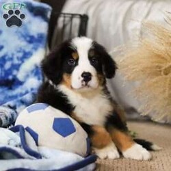 Charlie/Bernese Mountain Dog									Puppy/Male																/10 Weeks,Meet Charlie! the majestic AKC Bernese Mountain Dog! He boasts the classic tri-colored coat of the Bernese Mountain Dog, featuring rich black, snowy white, and warm rust tones that create a striking and elegant look. His large, soulful eyes and sturdy build give him a majestic presence that’s hard to resist. He thrives in the great outdoors. Whether you take him for a stroll at the park or an adventurous hike, he’s always ready for fun and loves soaking up the sunshine and fresh air!