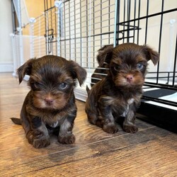 3 Beautiful purebred miniature chocolate brown female puppies/Yorkshire Terrier/Female/6 weeks,Meet our beautiful litter of puppies, bursting with energy and health! These little ones are being raised in a loving environment, ensuring they're well-socialised and ready to become cherished members of your family. Both parents will be able to be viewed with the puppies.
