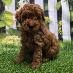 Adopt a dog:Dena/Poodle/Female/8 weeks,Hi, I'm Dena! I'm an 8-week-old female Poodle with a beautiful red coat, born on March 1, which makes me a Pisces sign. I'll be ready to go home to my forever family after April 26, once I'm grown enough to leave my litter. I'm AKC registered. I will fill your home with love and my wagging tail.