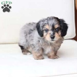 Benji/Dachshund Mix									Puppy/Male																/7 Weeks,To contact the breeder about this puppy, click on the “View Breeder Info” tab above.