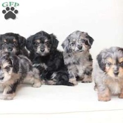 Monty/Dachshund Mix									Puppy/Male																/7 Weeks,To contact the breeder about this puppy, click on the “View Breeder Info” tab above.