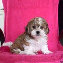 Preston/Teddy Bear									Puppy/Male																/8 Weeks,Preston is a happy Shichon puppy who loves to play! This cutie is socialized, family raised, and ready to meet you! Preston comes home with a 30 day health guarantee as well as an extended genetic health guarantee, both provided by the breeders. He has also been seen by a vet and is up to date on shots and de-wormer. Call Steven and Sadie Fisher today for more details and to schedule a visit to meet Preston!
