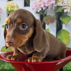 Jamie/Dachshund/Female/8 weeks Adopt a dog:Jamie/Dachshund/Female/8 weeks,Hi, I'm Jamie! I'm an 8-week-old female Dachshund with a beautiful chocolate & tan coat, born on February 28, which makes me a Pisces pup. I am ready now to plan my trip to my forever family. I'm APRI registered. Let's start our forever adventure together.