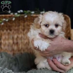 Hemi/Teddy Bear									Puppy/Male	/12 Weeks,To contact the breeder about this puppy, click on the “View Breeder Info” tab above.
