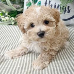 Adopt a dog:Patti/Maltipoo/Female/9 weeks,Hi, I'm Patti! I'm a 9-week-old female Maltipoo with a beautiful apricot coat, born on February 18, which makes me an Aquarius pup. I am ready now to plan my trip to my forever family. Once I reach my adult size, I'm expected to weigh between 8–12 lbs. My love for you will be as boundless as my puppy energy.