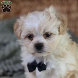 Hemi/Teddy Bear									Puppy/Male	/12 Weeks,To contact the breeder about this puppy, click on the “View Breeder Info” tab above.