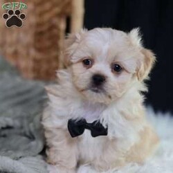 Hemi/Teddy Bear									Puppy/Male	/12 Weeks,To contact the breeder about this puppy, click on the “View Breeder Info” tab above.