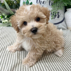 Adopt a dog:Patti/Maltipoo/Female/9 weeks,Hi, I'm Patti! I'm a 9-week-old female Maltipoo with a beautiful apricot coat, born on February 18, which makes me an Aquarius pup. I am ready now to plan my trip to my forever family. Once I reach my adult size, I'm expected to weigh between 8–12 lbs. My love for you will be as boundless as my puppy energy.
