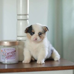Callie/Pembroke Welsh Corgi									Puppy/Female														/5 Weeks,Are you looking for a new addition to your family? Our Corgi puppies make an adorable fit! These puppies are raised with our family and they receive lots of love and playtime from our children! They have sweet personalities and do very well with young children. Callie is a beautifull blue merle and is the only one in her litter.