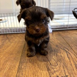3 Beautiful purebred miniature chocolate brown female puppies/Yorkshire Terrier/Female/6 weeks,Meet our beautiful litter of puppies, bursting with energy and health! These little ones are being raised in a loving environment, ensuring they're well-socialised and ready to become cherished members of your family. Both parents will be able to be viewed with the puppies.
