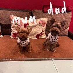 3 Beautiful purebred miniature chocolate brown female puppies/Yorkshire Terrier/Female/6 weeks,Meet our beautiful litter of puppies, bursting with energy and health! These little ones are being raised in a loving environment, ensuring they're well-socialised and ready to become cherished members of your family. Both parents will be able to be viewed with the puppies.
