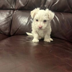 2 Beautiful Pure Bichon puppies /Bichon Frise/Female/7 weeks,I have two furry friends looking for their forever home. One female and one male. They are available for viewing and the parents as well. They have their vaccination and deworm treatment done. Price is negotiable but to a certain amount. If you do want the puppy microchipped then it will add onto the cost of the puppy. I know some people would prefer to do it themselves that’s why we give the option 
