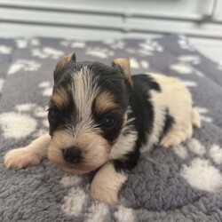  Biwer York terrier /Biewer Terrier/Female/4 weeks,Hello beautiful 5 girls and 1 boy are looking for a new home.  They are going to adopt 07 June  .Mum and Dad can be seen .
