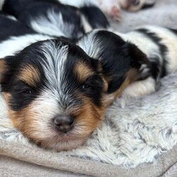  Biwer York terrier /Biewer Terrier/Female/4 weeks,Hello beautiful 5 girls and 1 boy are looking for a new home.  They are going to adopt 07 June  .Mum and Dad can be seen .
