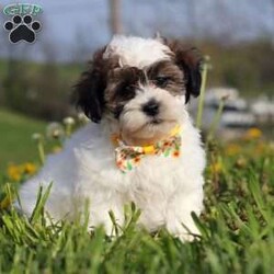 Lonnie/Teddy Bear									Puppy/Male	/12 Weeks,Meet Lonnie, the sweetest Teddy Bear around! With his adorable face and those big puppy dog eyes, he’s definitely got us all wrapped around his little paw. This little sweetheart has a soft, silky coat and a playful, rambunctious personality that’s hard to resist. Highly trainable, focused, and irresistibly cute, Lonnie is the perfect match for family life. If you’re looking for a dog that can keep up with the energy of a busy family, he’s the one for you! 