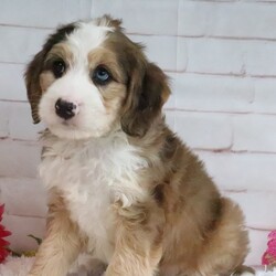 Dallas/Bernedoodle/Male/7 weeks Adopt a dog:Dallas/Bernedoodle/Male/7 weeks,Hi, I'm Dallas! I'm a 7-week-old male Bernedoodle with a beautiful sable & white coat, born on March 21, which makes me an Aries sign. I'll be ready to go home to my forever family after May 16, once I'm grown enough to leave my litter. My bags are packed because my breeder told me that I am going to go start the adventure of my life with my forever family.