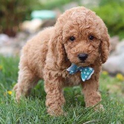 Adopt a dog:Eddie/Labradoodle/Male/7 weeks,Hi, I'm Eddie! I'm a 7-week-old male Labradoodle with a beautiful apricot coat, born on March 18, which makes me a Pisces sign. I'll be ready to go home to my forever family after May 13, once I'm grown enough to leave my litter. I may nibble your shoelaces, but I'll fill your life with love.