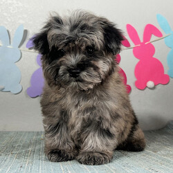 Adopt a dog:Cyrus/Maltipoo/Male/13 weeks,Hi, I'm Cyrus! I'm a 13-week-old male Maltipoo with a beautiful blue merle coat, born on February 3, which makes me an Aquarius pup. I am ready now to plan my trip to my forever family. Once I reach my adult size, I'm expected to weigh between 8–12 lbs. I'm ACHC registered. Your lap looks like the perfect spot for my puppy naps.