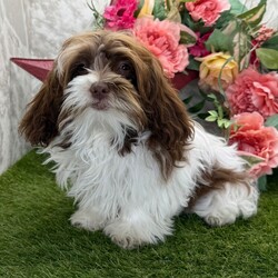Thunder/Shih-Poo/Male/23 weeks Adopt a dog:Thunder/Shih-Poo/Male/23 weeks,Hi, I'm Thunder! I'm a 23-week-old male Shih-Poo with a beautiful chocolate & white coat, born on November 23, which makes me a Sagittarius pup. I am ready now to plan my trip to my forever family. Once I reach my adult size, I'm expected to weigh between 6–9 lbs. Ladies and gentlemen, when it comes to picking a puppy, there is no other choice than me.