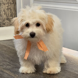 Zipper/Maltipoo/Male/18 weeks Adopt a dog:Zipper/Maltipoo/Male/18 weeks,Hi, I'm Zipper! I'm an 18-week-old male Maltipoo with a beautiful cream coat, born on December 30, which makes me a Capricorn pup. I am ready now to plan my trip to my forever family. Once I reach my adult size, I'm expected to weigh between 5–7 lbs. I'm ready to bring my fluffy love and puppy kisses into your life.