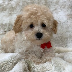 Adopt a dog:Charlie/Cavapoo/Male/13 weeks,Hi, I'm Charlie! I'm a 13-week-old male Cavapoo with a beautiful red coat, born on February 2, which makes me an Aquarius pup. I am ready now to plan my trip to my forever family. Once I reach my adult size, I'm expected to weigh between 8–14 lbs. I'm ICA registered. My love for you will be as boundless as my puppy energy.