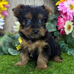 Adopt a dog:Summer/Yorkshire Terrier/Female/7 weeks,Hi, I'm Summer! I'm a 7-week-old female Yorkshire Terrier with a beautiful black & tan coat, born on March 16, which makes me a Pisces sign. I'll be ready to go home to my forever family after May 25, once I'm grown enough to leave my litter. When I reach my adult size, I should weigh between 6–10 lbs. I'm AKC registered. I will love you with all my little puppy heart.
