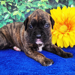 Kolton/Boxer/Male/4 weeks Adopt a dog:Kolton/Boxer/Male/4 weeks,Hi, I'm Kolton! I'm a 4-week-old male Boxer with a beautiful brindle coat, born on April 5, which makes me an Aries sign. I'll be ready to go home to my forever family after May 31, once I'm grown enough to leave my litter. When I reach my adult size, I should weigh between 65–80 lbs. I'm AKC registered. I'm ready to sprinkle a little bit of joy into your life.