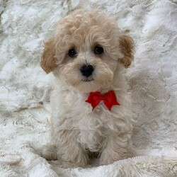 Adopt a dog:Charlie/Cavapoo/Male/13 weeks,Hi, I'm Charlie! I'm a 13-week-old male Cavapoo with a beautiful red coat, born on February 2, which makes me an Aquarius pup. I am ready now to plan my trip to my forever family. Once I reach my adult size, I'm expected to weigh between 8–14 lbs. I'm ICA registered. My love for you will be as boundless as my puppy energy.