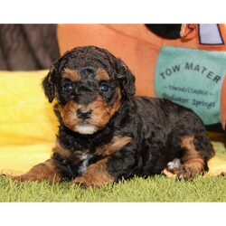 Griffin/Poodle/Male/4 weeks Adopt a dog:Griffin/Poodle/Male/4 weeks,Hi, I'm Griffin! I'm a 4-week-old male Poodle with a beautiful black & tan coat, born on April 9, which makes me an Aries sign. I'll be ready to go home to my forever family after June 5, once I'm grown enough to leave my litter. I'm AKC registered. I'm ready to shower you with love and lots of wet-nosed kisses.