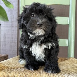 Adopt a dog:Tina/Havapoo/Female/10 weeks,Hi, I'm Tina! I'm a 10-week-old female Havapoo with a beautiful black coat, born on February 22, which makes me a Pisces pup. I am ready now to plan my trip to my forever family. Once I reach my adult size, I'm expected to weigh between 10–14 lbs. My bags are packed because my breeder told me that I am going to go start the adventure of my life with my forever family.