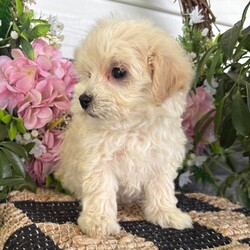 Rosie/Maltipoo/Female/7 weeks Adopt a dog:Rosie/Maltipoo/Female/7 weeks,Hi, I'm Rosie! I'm a 7-week-old female Maltipoo with a beautiful apricot coat, born on March 17, which makes me a Pisces sign. I'll be ready to go home to my forever family after May 13, once I'm grown enough to leave my litter. When I reach my adult size, I should weigh between 6–9 lbs. My playful spirit will bring joy and laughter to your home.