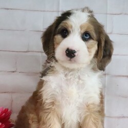 Dallas/Bernedoodle/Male/7 weeks Adopt a dog:Dallas/Bernedoodle/Male/7 weeks,Hi, I'm Dallas! I'm a 7-week-old male Bernedoodle with a beautiful sable & white coat, born on March 21, which makes me an Aries sign. I'll be ready to go home to my forever family after May 16, once I'm grown enough to leave my litter. My bags are packed because my breeder told me that I am going to go start the adventure of my life with my forever family.
