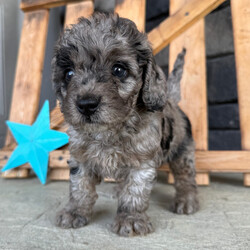 Adopt a dog:Gaby/Goldendoodle/Female/7 weeks,Hi, I'm Gaby! I'm a 7-week-old female Goldendoodle with a beautiful blue merle coat, born on March 21, which makes me an Aries sign. I'll be ready to go home to my forever family after May 16, once I'm grown enough to leave my litter. I'm UABR registered. I love to play fetch; it's my favorite game. When I get tired, I will come and curl up next to you so we can go to sleep.
