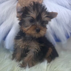 Jacob/Yorkshire Terrier/Male/10 weeks Adopt a dog:Jacob/Yorkshire Terrier/Male/10 weeks,Hi, I'm Jacob! I'm a 10-week-old male Yorkshire Terrier with a beautiful black & tan coat, born on February 27, which makes me a Pisces sign. I'll be ready to go home to my forever family after April 24, once I'm grown enough to leave my litter. When I reach my adult size, I should weigh between 7–10 lbs. I'm APRI registered. With me you'll have the time of your life and feel a love like never before.