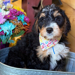 Adopt a dog:Cedar/Bernedoodle/Male/10 weeks,Hi, I'm Cedar! I'm a 10-week-old male Bernedoodle with a beautiful black, tan & white coat, born on February 27, which makes me a Pisces pup. I am ready now to plan my trip to my forever family. I'm CKC registered. My little paws are itching to meet my forever family.