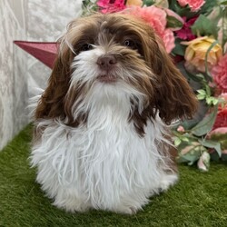 Thunder/Shih-Poo/Male/23 weeks Adopt a dog:Thunder/Shih-Poo/Male/23 weeks,Hi, I'm Thunder! I'm a 23-week-old male Shih-Poo with a beautiful chocolate & white coat, born on November 23, which makes me a Sagittarius pup. I am ready now to plan my trip to my forever family. Once I reach my adult size, I'm expected to weigh between 6–9 lbs. Ladies and gentlemen, when it comes to picking a puppy, there is no other choice than me.