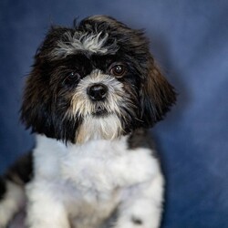 Adopt a dog:Joell/Shih Tzu/Male/29 weeks,Hi, I'm Joell! I'm a 29-week-old male Shih Tzu with a beautiful black & white coat, born on October 12, which makes me a Libra pup. I am ready now to plan my trip to my forever family. Once I reach my adult size, I'm expected to weigh between 9–16 lbs. I'm ACA registered. I'm ready to sprinkle a little bit of joy into your life.